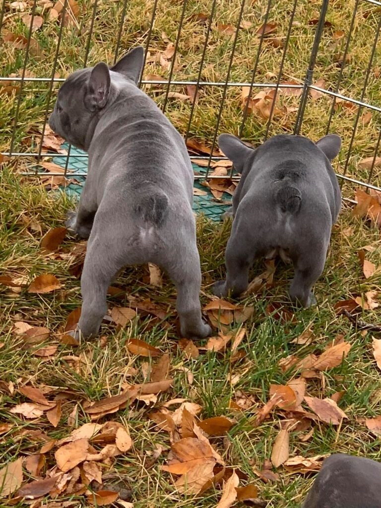 Puppy Butts